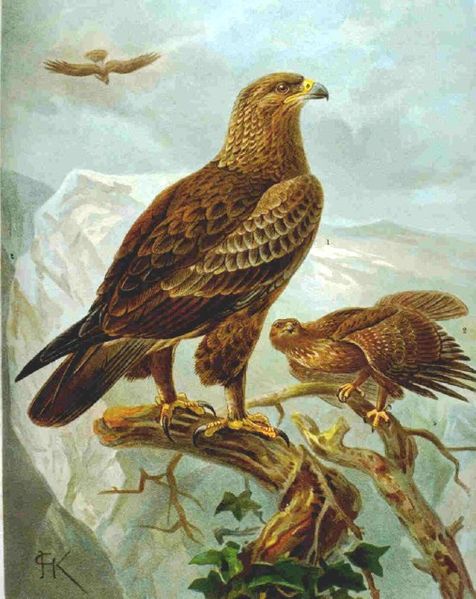 Fil:Aquila pomarina.jpg