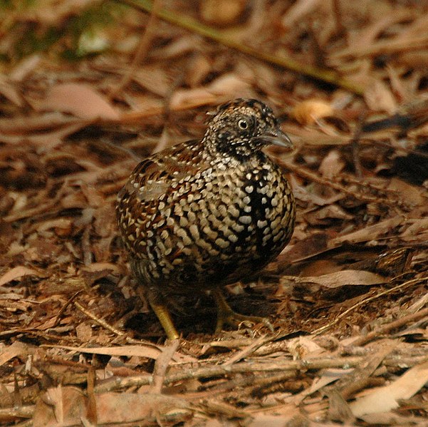 Fil:Black-breasted Button-quail male inskip.JPG