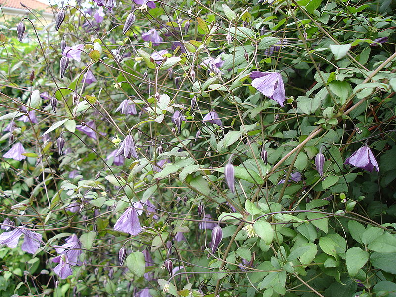 Fil:Clematis viticella3UME.jpg