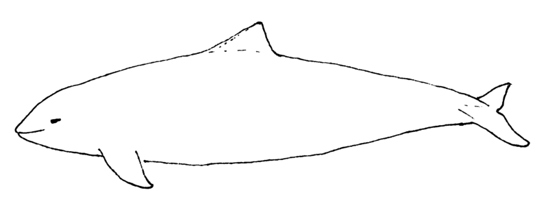 Fil:Phocoena phocoena.png