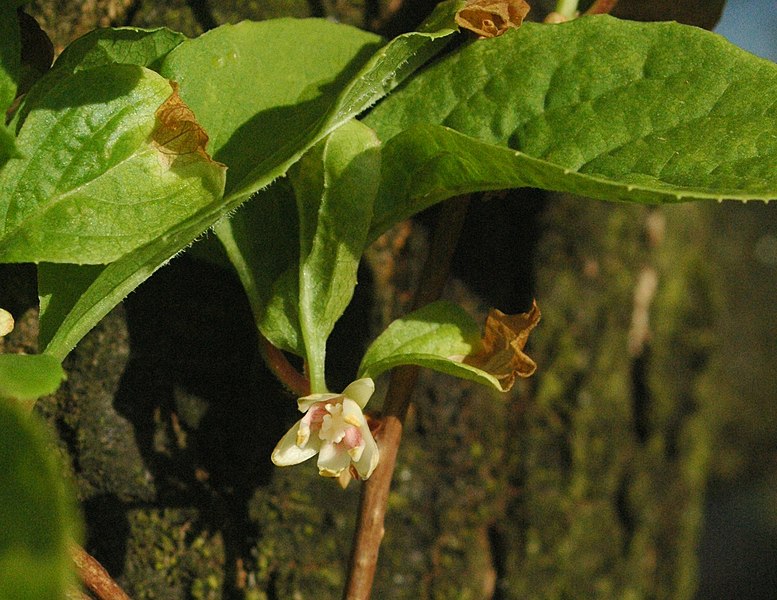 Fil:Schisandra sinensis flower.jpg