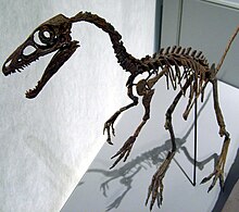 Skelett av Sinosauropteryx på Zoologiska museet i Köpenhamn.