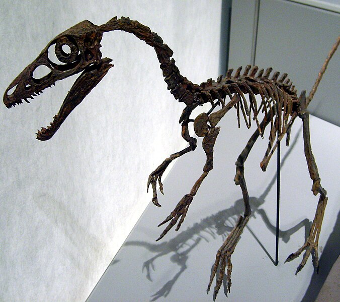 Fil:Sinosauropteryxskull.jpg