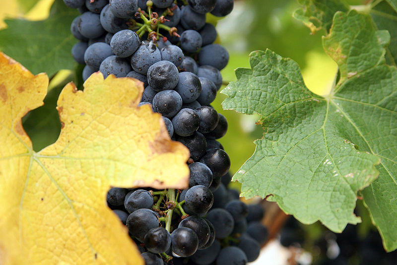 Fil:Wine grapes02.jpg