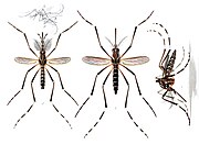 Aedes aegypti (då känd som Stegomyia fasciata), E. A. Goeldi, 1905