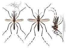 Aedes aegypti (då känd som Stegomyia fasciata), E. A. Goeldi, 1905