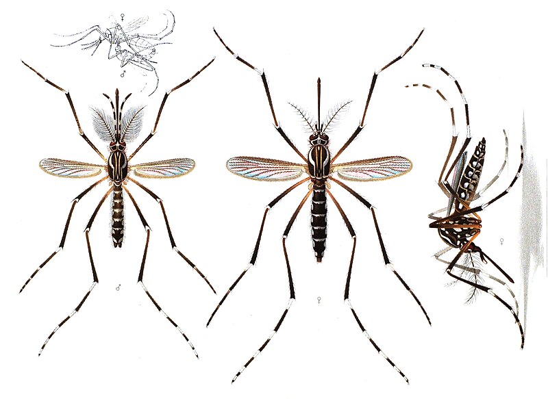 Fil:Aedes aegypti E-A-Goeldi 1905.jpg