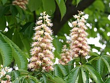 Aesculus turbinata1SHSU.jpg