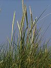 Ammophila arenaria auf Düne.jpg