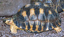 Strålsköldpadda