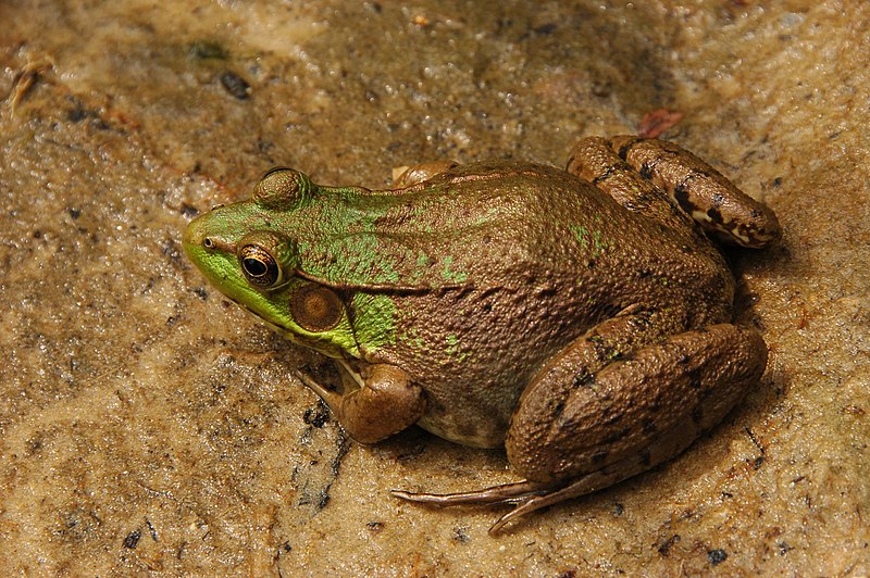 Fil:Green Frog Rana clamitans Facing Left 3008px.jpg
