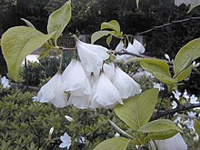 Storblommigt snödroppsträd (H. tetraptera var. monticola)