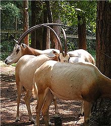 Oryx dammah 1.jpg