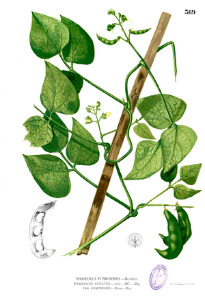 Phaseolus lunatus Blanco2.369.png