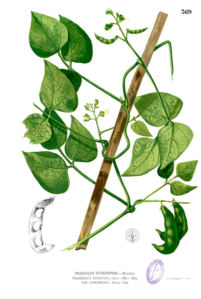 Fil:Phaseolus lunatus Blanco2.369.png