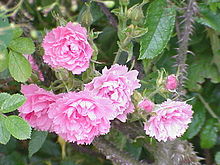 'Pink Grootendorst'