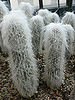 Cephalocereus