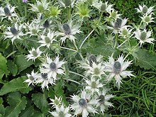 Eryngium giganteum1ANNTIN.jpg