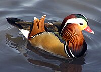 Mandarinand (Aix galericulata) vid Slimbridge Wildfowl and Wetlands Centre i Gloucestershire i England.