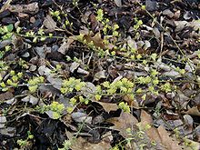 Salix-repens-flowering.JPG