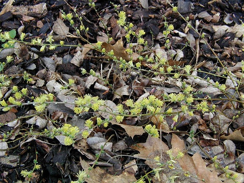 Fil:Salix-repens-flowering.JPG