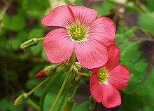 2007-07-01Oxalis tetraphylla02.jpg