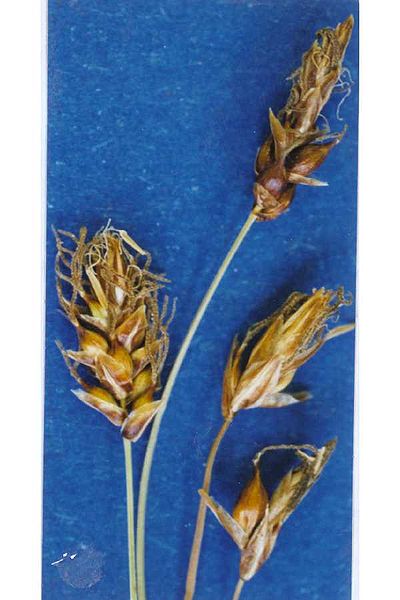 Fil:Carex obtusata.jpg