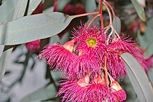 Eucalyptus sideroxylon flowers.jpg