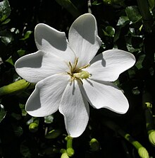 Gardenia thunbergia.JPG