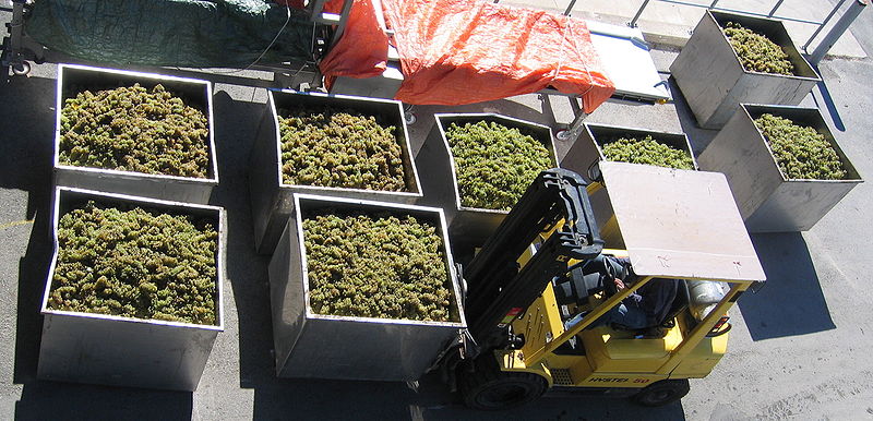 Fil:Grapes arriving at winery.JPG