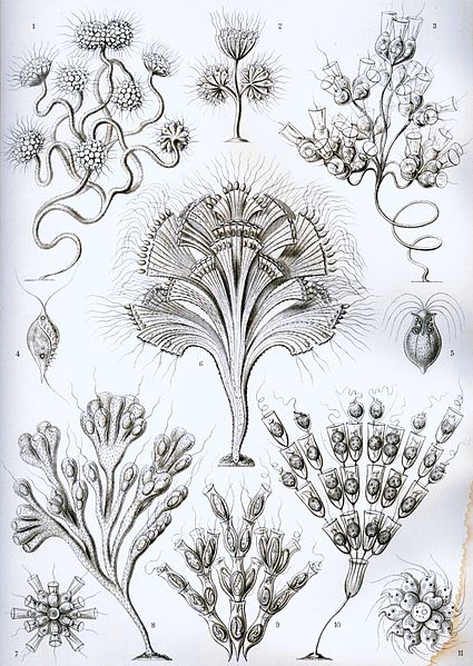 Fil:Haeckel Flagellata.jpg