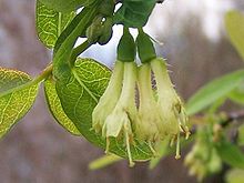 Blåtry (L. caerulea)