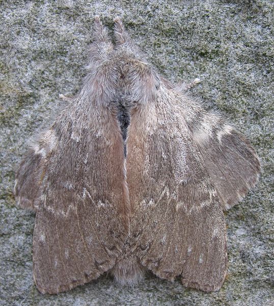 Fil:Stauropus-fagi-moth.jpg