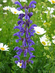 Wiesensalbei (Salvia pratensis) 02.jpg