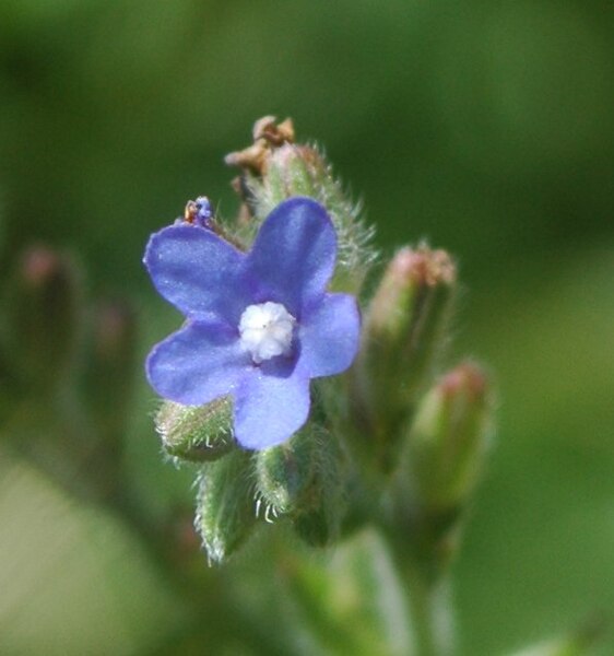 Fil:Alkanna tinctoria flower.jpg