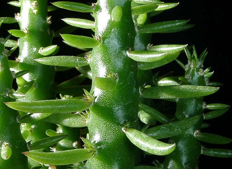 Fil:Austrocylindropuntia subulata1.jpg