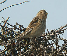 En adult individ fotograferad i Storbritannien i slutet av mars månad. Notera att den fortfarande har gulfärgad näbb.