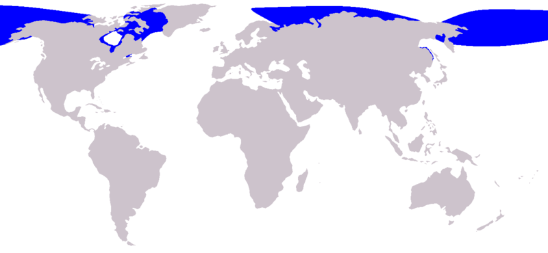 Fil:Cetacea range map Beluga.png