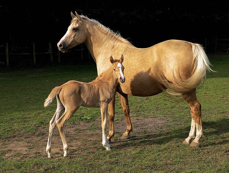 Fil:Mare and foal (Kvetina-Marie).jpg