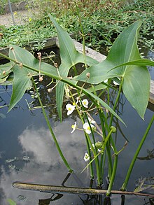 Pilblad (S. sagittifolia)