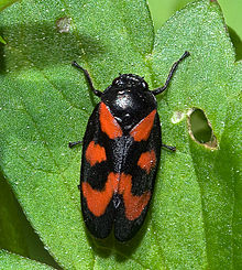 En spottstrit av arten Cercopis vulnerata