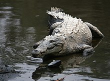 Crocodylus acutus mexico 02.jpg