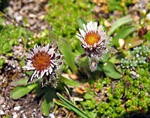 Erigeron uniflorus.jpg