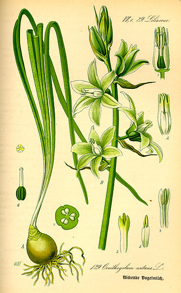 Fil:Illustration Ornithogalum nutans0.jpg