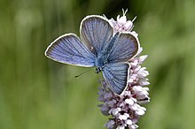 Polyommatus.semiargus.male.jpg