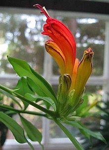 Aeschynanthus.jpg