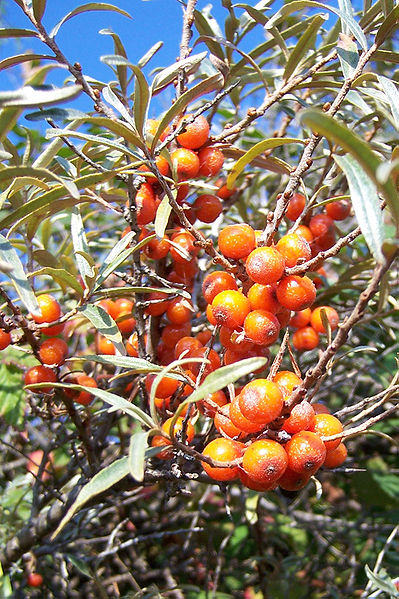 Fil:Hippophae rhamnoides 051012.jpg