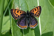 Lycaena.helle.male.jpg