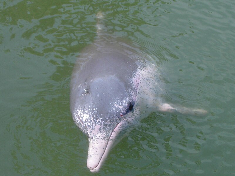 Fil:Pink Dolphin.JPG