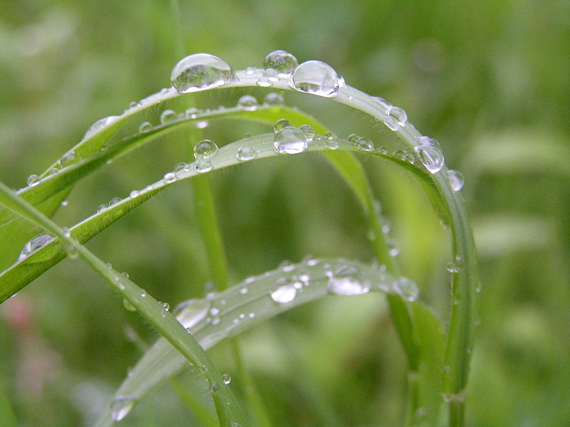 Fil:Rain on grass2.jpg
